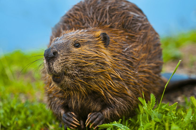 Can You Have A Beaver As A Pet