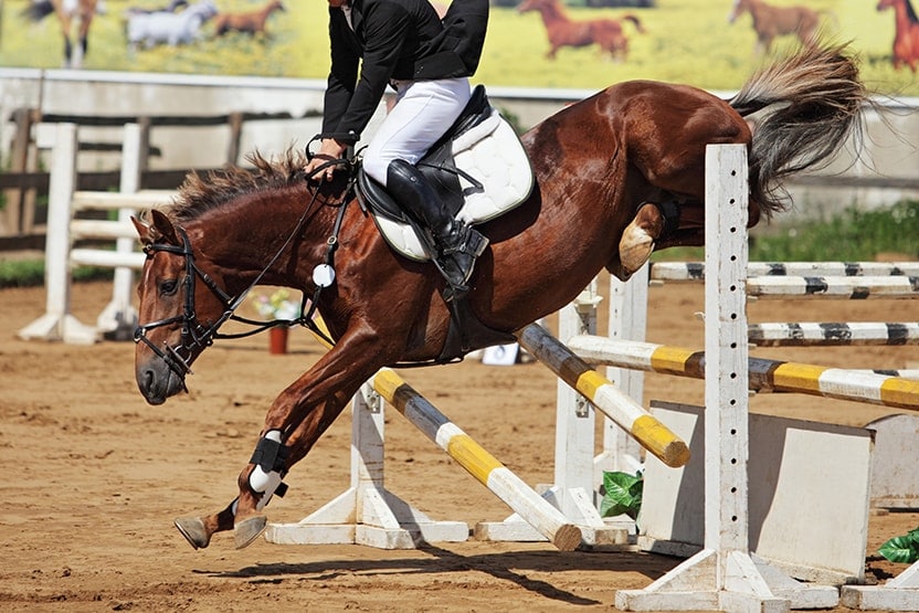Horseback Riding-Related Tooth Injuries | Dentist Rochester