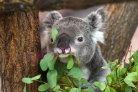 木に座って葉を食べるコアラ。 コアラには鋭い歯があり、ユーカリの葉を噛んだりせん断したりするのに適しています。 今、あなたの食事療法が葉から完全に成っていたら想像しなさい。